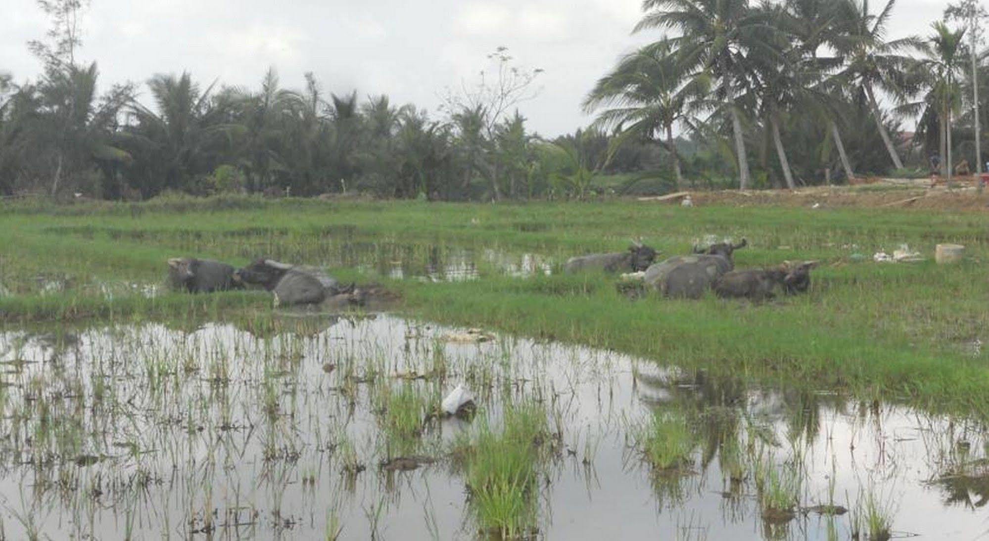 Lila Homestay ฮอยอัน ภายนอก รูปภาพ